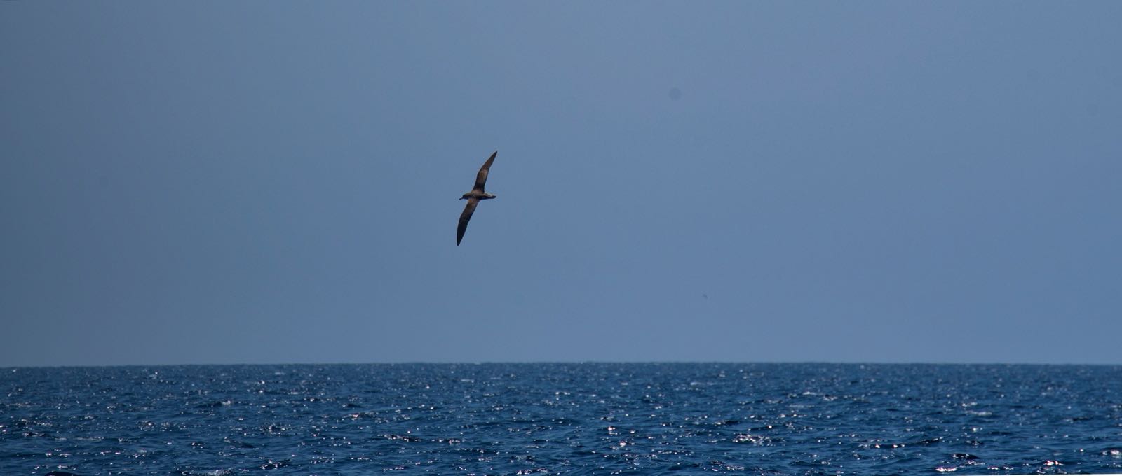 La berta maggiore, una specie simbolo del nostro mare